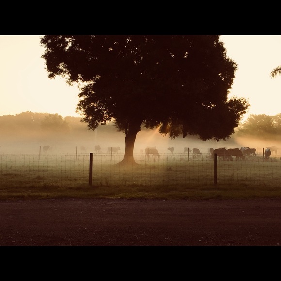 Meet your Posher, Samantha - Picture 1 of 1